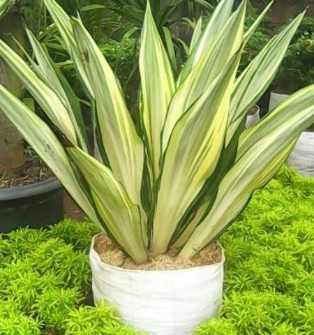 AGAVE