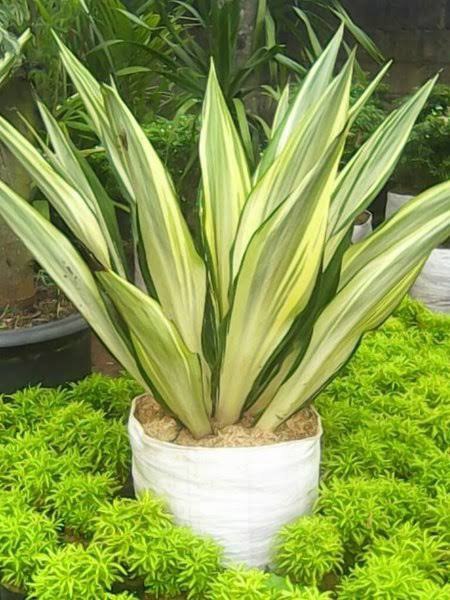 AGAVE