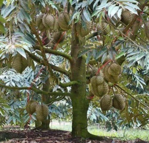 DURIAN