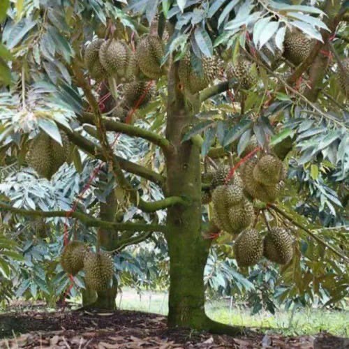 DURIAN