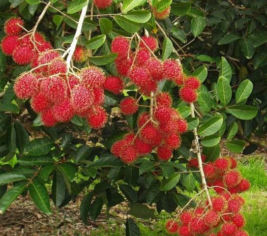 RAMBUTAN