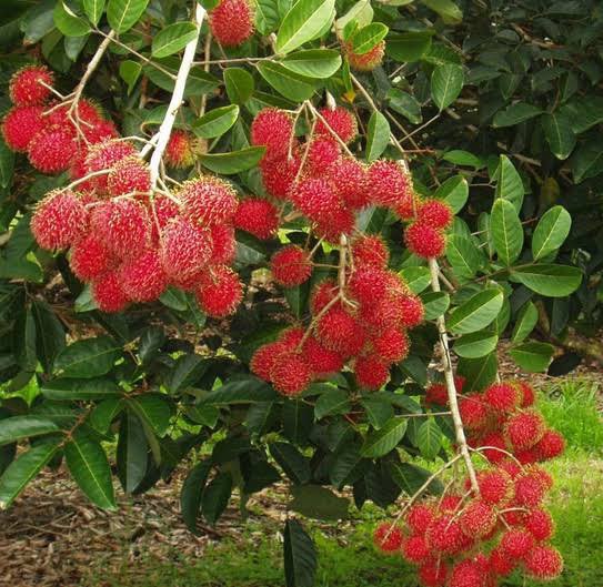 RAMBUTAN