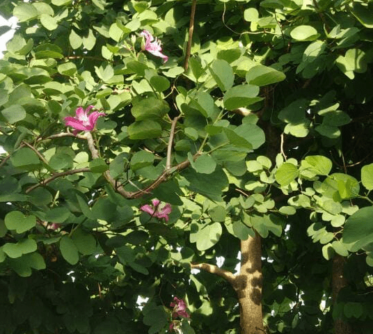BAUHINIA BLAKEANA / ANGGREK HONGKONG