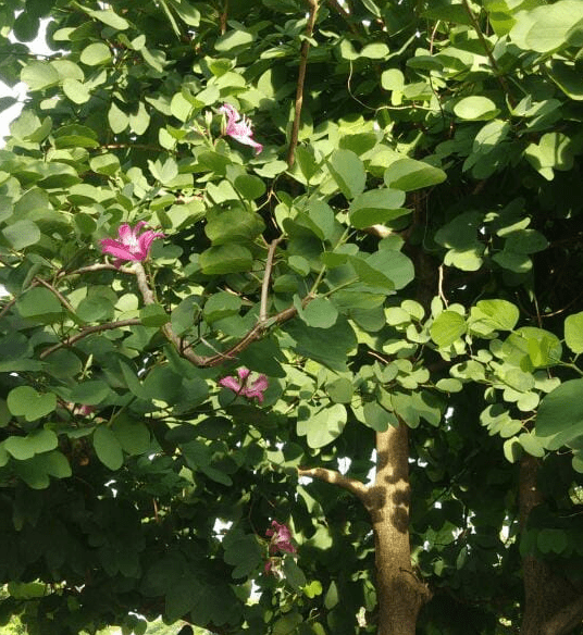BAUHINIA BLAKEANA / ANGGREK HONGKONG